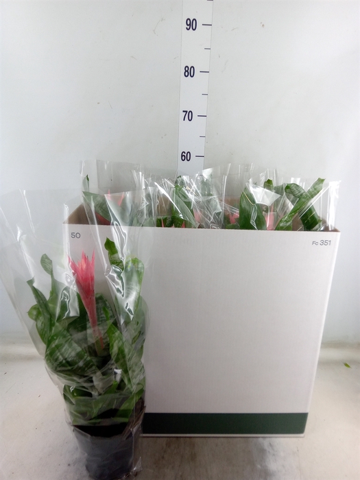 <h4>Aechmea fasciata 'Primera'</h4>