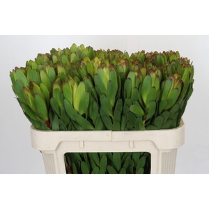 Leucadendron Goldstrike