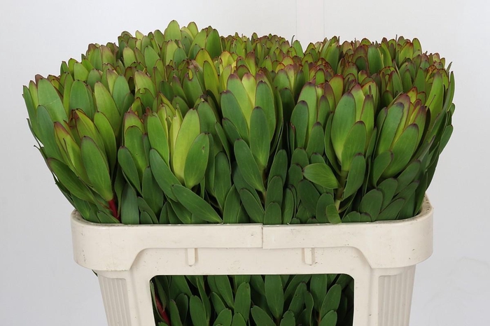 <h4>Leucadendron Goldstrike</h4>