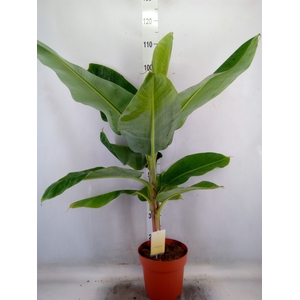 Musa  'Dwarf Cavendish'