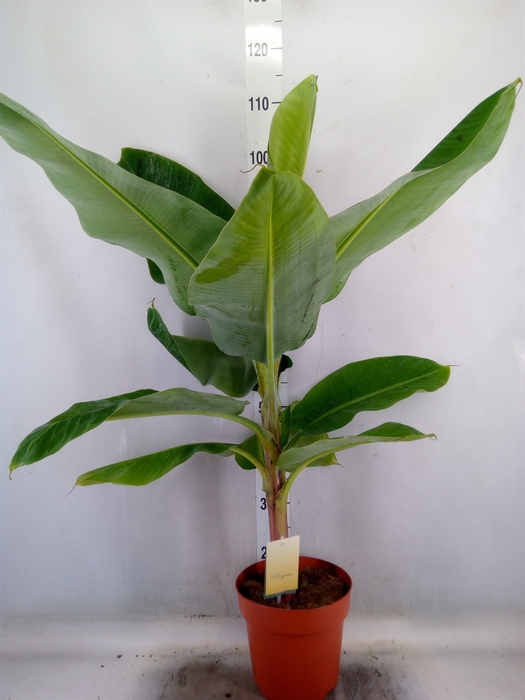 <h4>Musa  'Dwarf Cavendish'</h4>