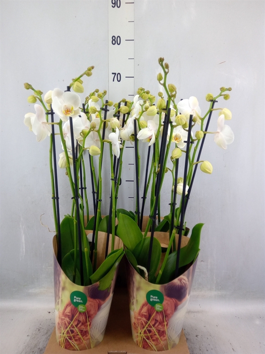 <h4>Phalaenopsis   ...white</h4>