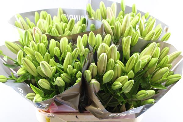 <h4>Li La Brindisi (rose) Bredef</h4>