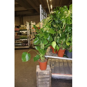arr8 Monstera Deliciosa