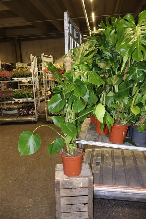 <h4>arr8 Monstera Deliciosa</h4>