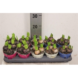 Hyacinth Gemengd 3pp