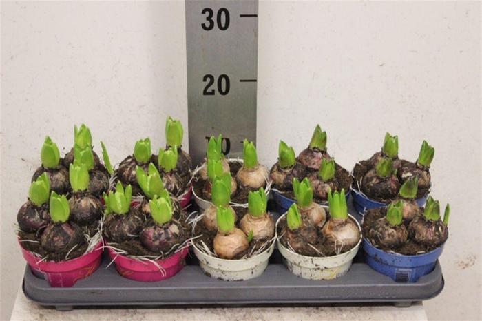 Hyacinth Gemengd 3pp