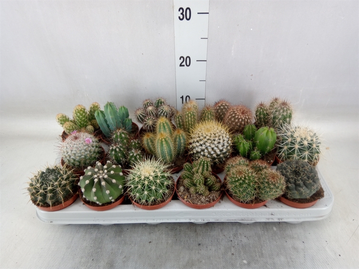 <h4>Cactus   ...mix</h4>