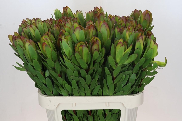 <h4>Leucadendron Goldstrike</h4>