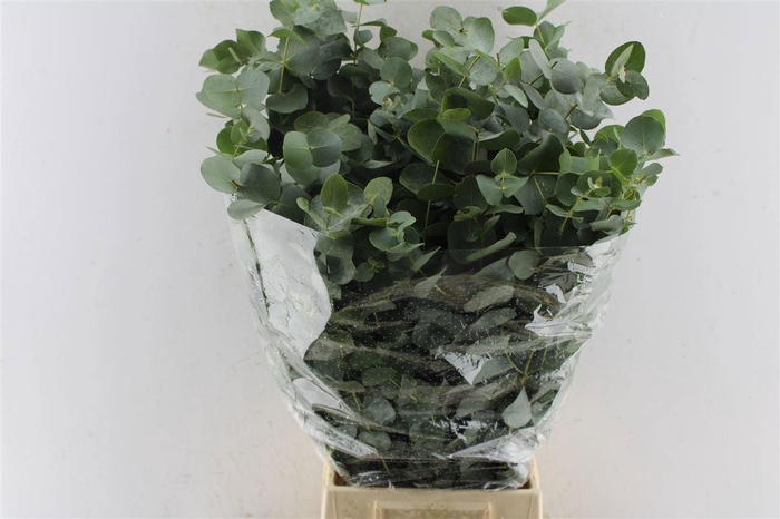 <h4>EUC CINEREA PER BOS</h4>