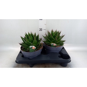 Aloe aristata 'Cosmo'