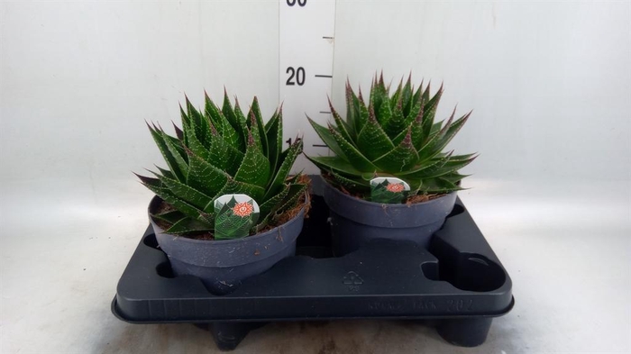 <h4>Aloe aristata 'Cosmo'</h4>