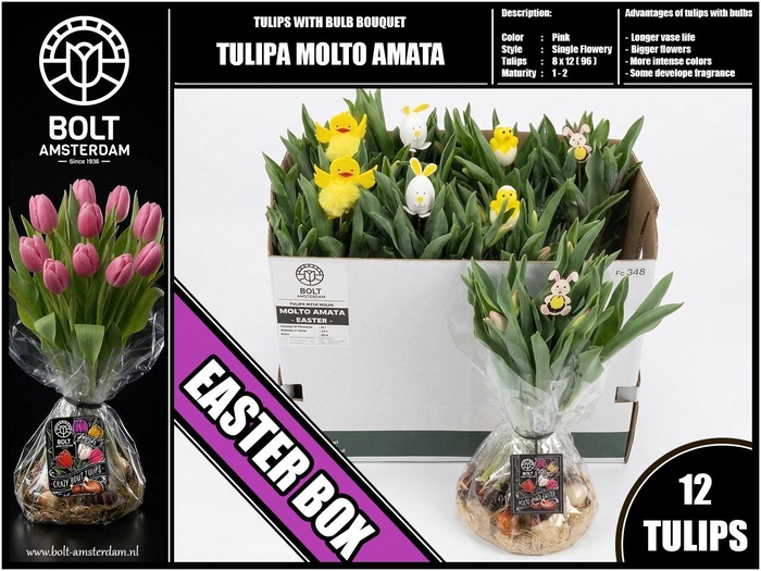 <h4>TU EN MOLTO AMATA</h4>