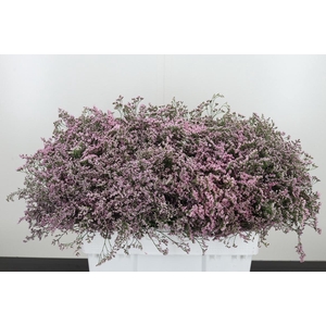 Limonium Sinense Safora Oshi Pink