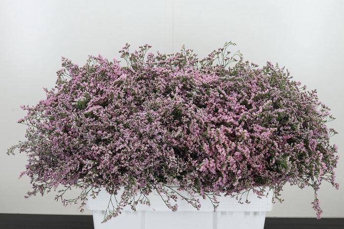 <h4>Limonium Sinense Safora Oshi Pink</h4>