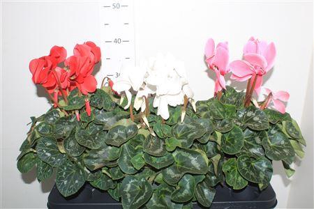 <h4>Cycl Gr Sup Mammoth</h4>