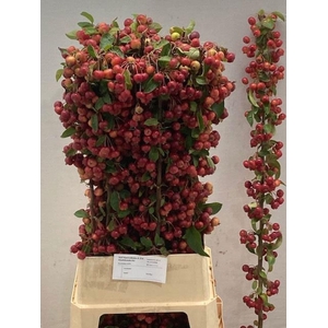 Malus 'Red Sentinel'