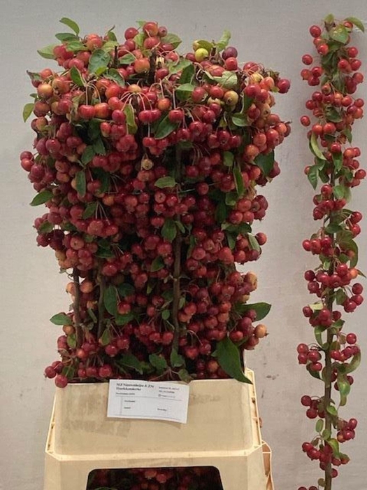 <h4>Malus 'Red Sentinel'</h4>