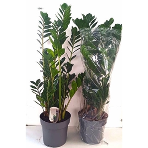 ZAMIO ZAMIIFOLIA