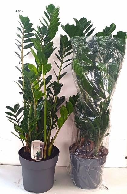 <h4>ZAMIO ZAMIIFOLIA</h4>