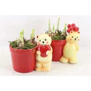 arr4 Narcis RN - Roman en Rosie