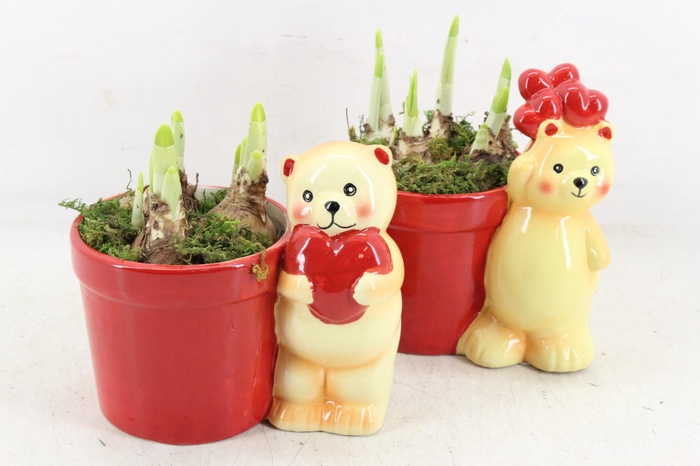 <h4>arr4 Narcis RN - Roman en Rosie</h4>