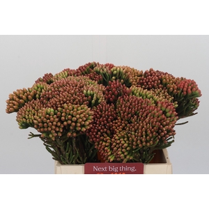 Kaaps Groen Red Brunia