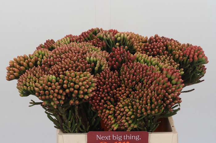 <h4>Kaaps Groen Red Brunia</h4>