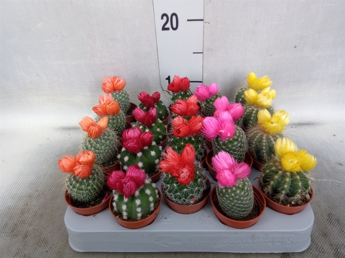 <h4>Cactus   ...decorated</h4>