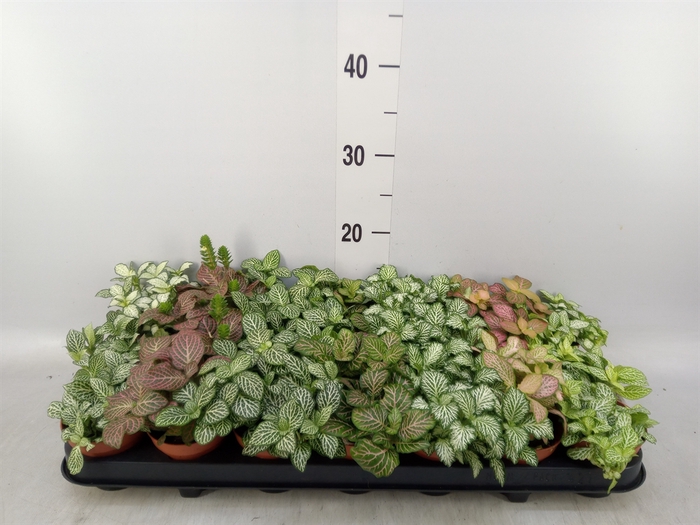 <h4>Fittonia   ...mix 7</h4>