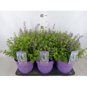 Nepeta faassenii  'Purrsian Blue'