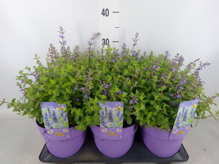 <h4>Nepeta faassenii  'Purrsian Blue'</h4>