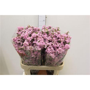 CHAMELAUCIUM UNCI. 'GISELLE'