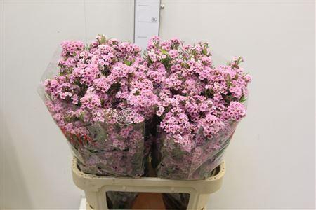 <h4>CHAMELAUCIUM UNCI. 'GISELLE'</h4>