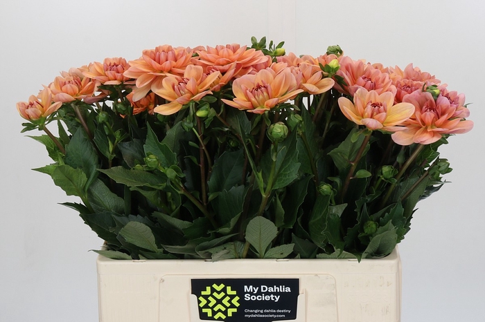 <h4>Dahlia Yvonne Geerlings</h4>