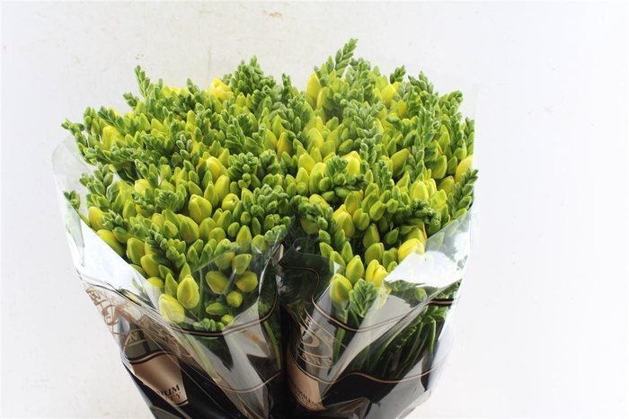 <h4>Fr Du Marseille Yellow</h4>