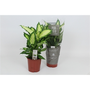 Purify Dieffenbachia Camilla 17 cm