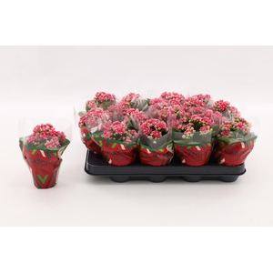 Kalanchoe Double Sylca