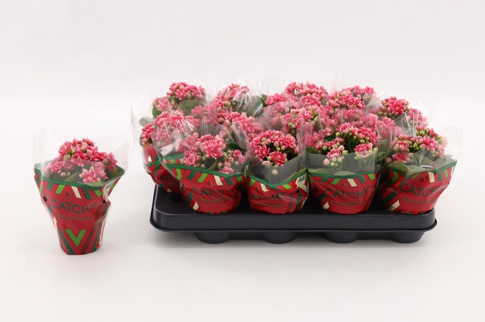 <h4>Kalanchoe Double Sylca</h4>