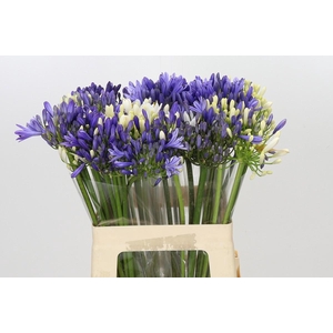 Agapanthus Mix