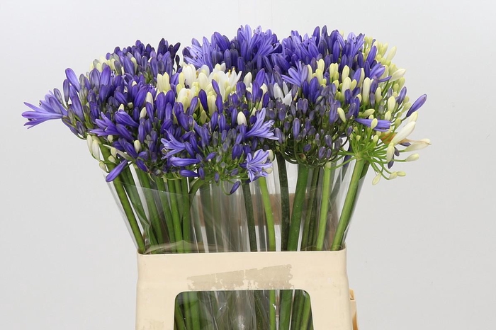 <h4>Agapanthus Mix</h4>
