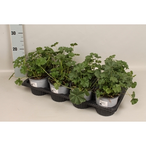 Kruiden I Malva sylvestris