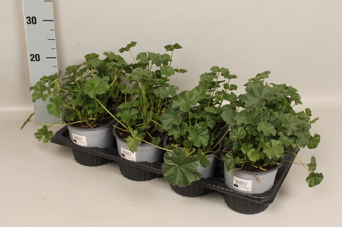 <h4>Kruiden I Malva sylvestris</h4>