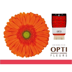 Gerbera Atlanta Diamond