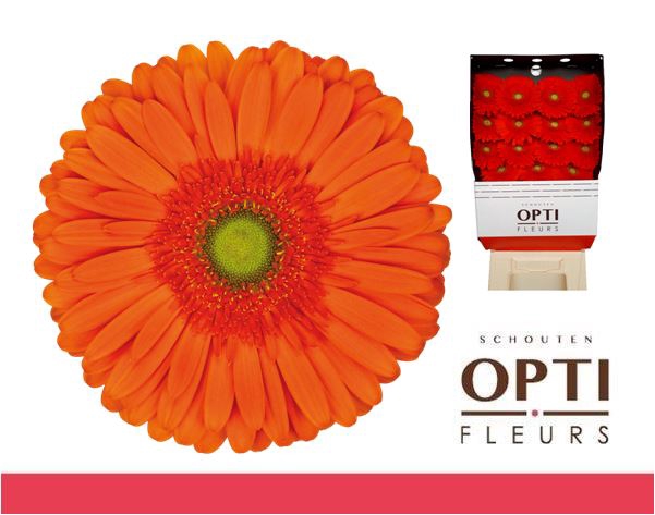 <h4>Gerbera Atlanta Diamond</h4>