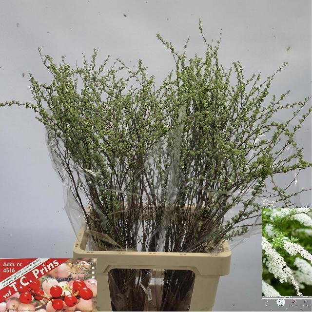 <h4>SPIR C GREFSHEIM</h4>