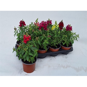Antirrhinum majus gemengd