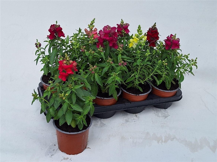 <h4>Antirrhinum majus gemengd</h4>