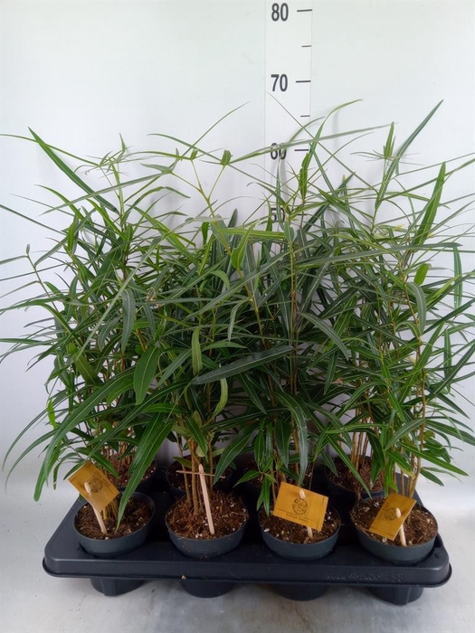 <h4>Brachychiton   ...</h4>