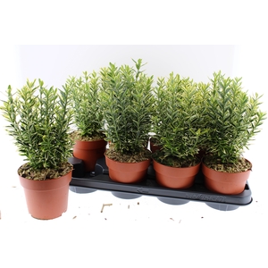 EUONYMUS JA M AUREOV